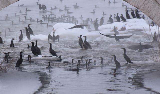 Kızılırmak'ta 'karabatak' şöleni