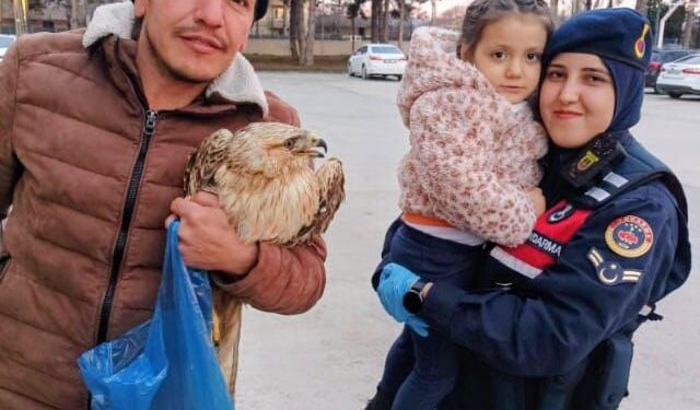 Tavukların arasında bulunan kanadı kırık şahin, tedaviye alındı