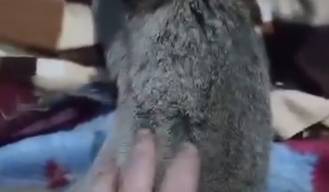 Yaralı bulduğu karacayı evine götürdü