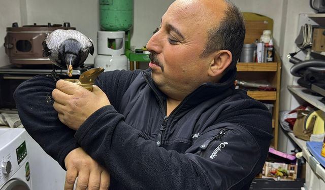 Yaralı halde bulup tedavi ettirdiği karga, iş yerinde yanından ayrılmıyor