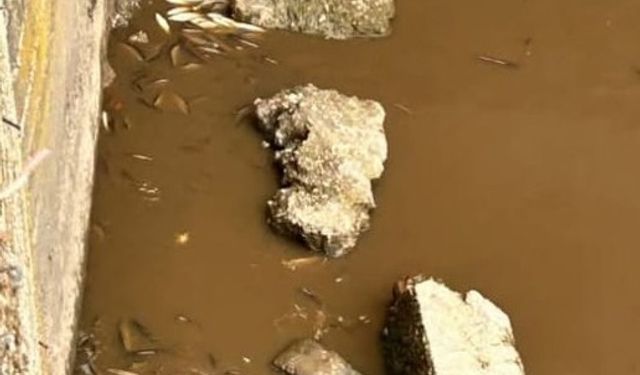 Yeşilırmak'ta balık ölümleri görüldü