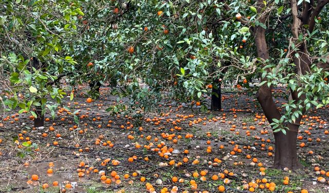 Antalya'yı sağanak vurdu; 7 ilçede okullar tatil edildi (5)