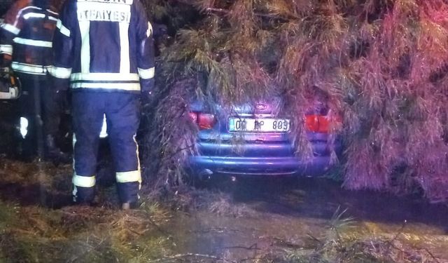 Aydın'da seyir halindeki otomobilin üzerine ağaç devrildi; çift yaralandı