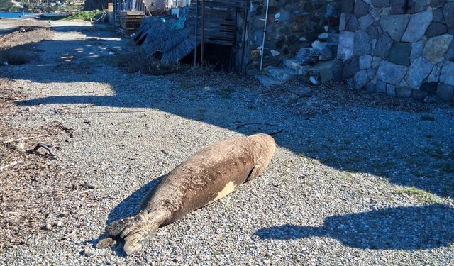 Bodrum'da kıyıda uyuyan fok ilgi odağı oldu