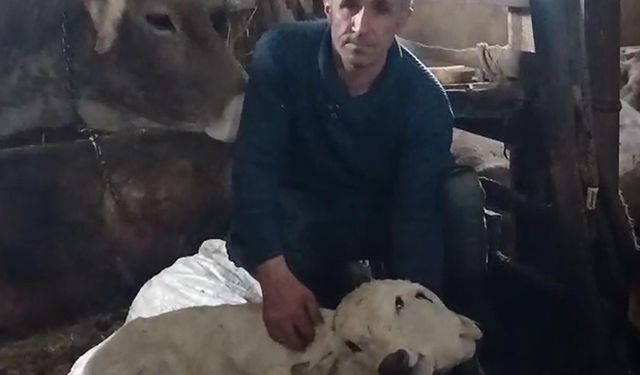 Erzurum'da çift başlı buzağı dünyaya geldi