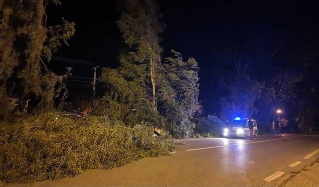 İzmir'de kuvvetli rüzgarda park halindeki otomobilin üzerine ağaç devrildi (4)