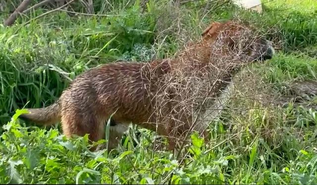 Köprüden nehre düşen sokak köpeği, yüzerek kıyıya ulaştı