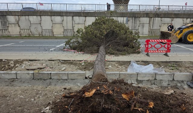 Rize'de fırtına; yol kenarındaki ağaçlar devrildi