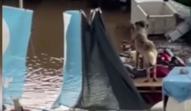 Şoför ihbar etti; su dolan çiftlikte mahsur kalan köpekleri hayvanseverler kurtardı