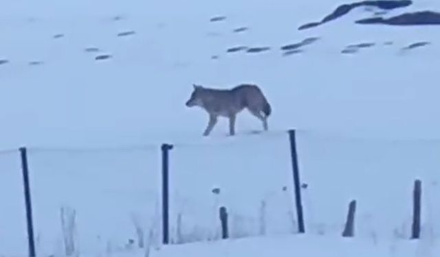 Yalnızçam Dağları'nda 3 ayaklı kurdun yaşam mücadelesi