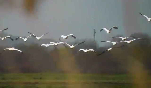 Göç yolundaki pelikan sürüsü, Boğazköy Barajı'nda görüntülendi