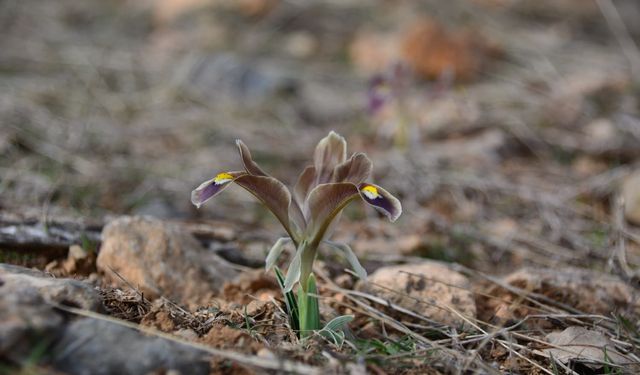 Kayseri'de nevruz çiçekleri açtı