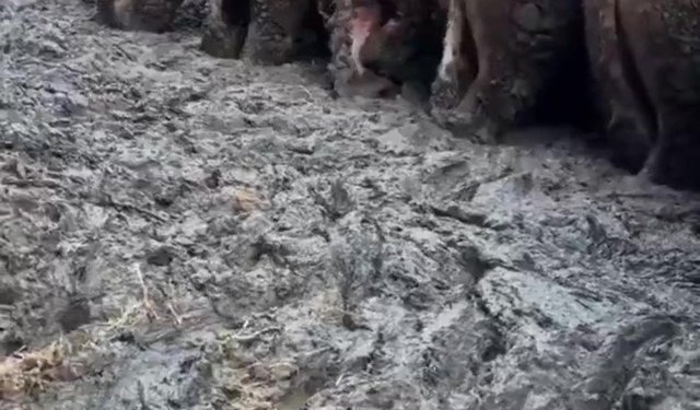 Sanal medyada tepki çeken besi çiftliğinde denetleme