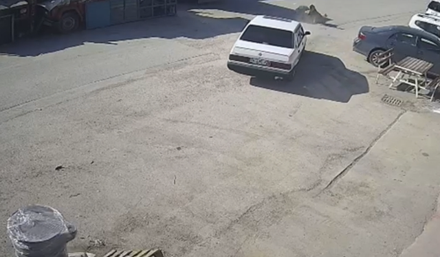 Yerde yatan köpek, otomobilin altında kaldı