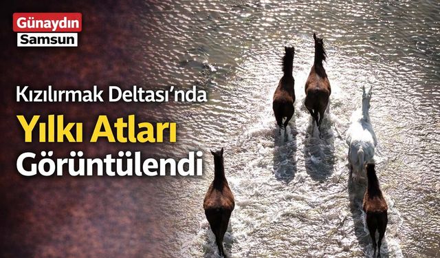 Kızılırmak Deltası’nda Yılkı Atları Görüntülendi