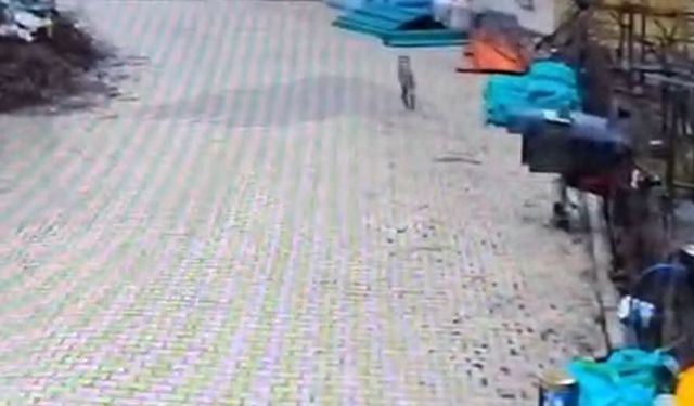 Adana'da aç kalan kurdun, yerleşim yerinde yemek aradığı anlar kamerada
