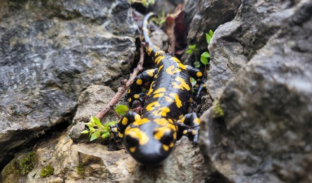 Kemaliye'de benekli semender görüldü