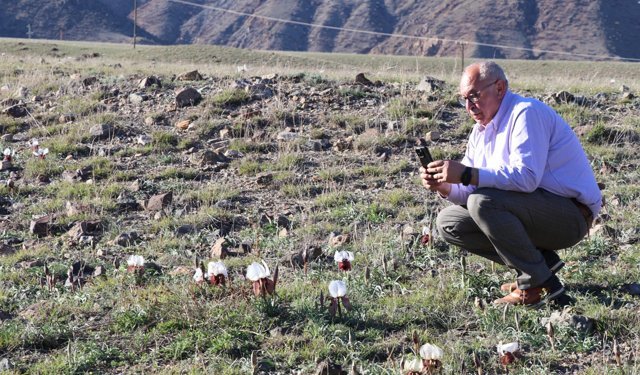 Kurt kulağı çiçekleri meraları süslüyor