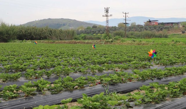 Organik çilekte hasat heyecanı başladı