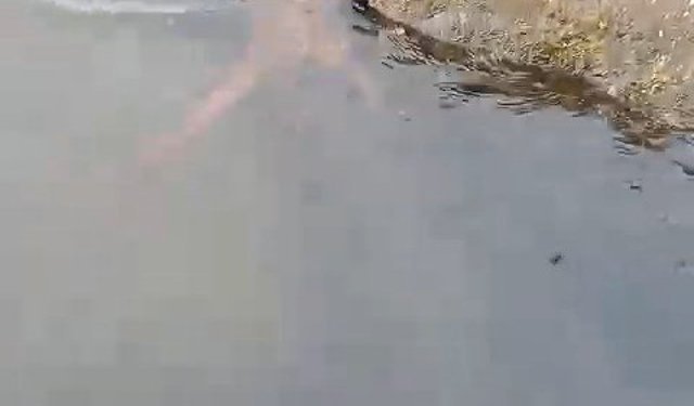 Su samuru oltaya takılan balığı yakalayıp kaçtı