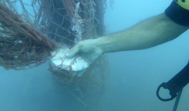 Temizlenen 'hayalet ağlar' ile 1,5 milyon deniz canlısı kurtarıldı