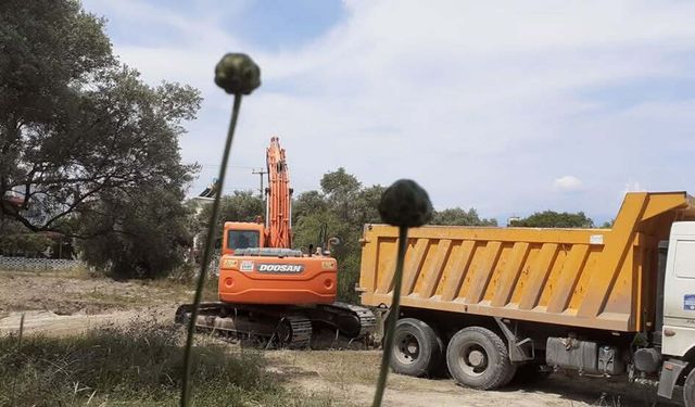 'Tülüşah, yok olma tehlikesiyle karşı karşıya'
