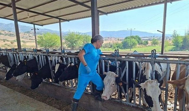 Aydın'da şap hastalığı: 17 mahallede karantina tedbirleri alındı
