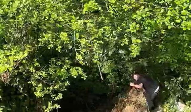 Dere yatağına düşen inek, vinçle kurtarıldı