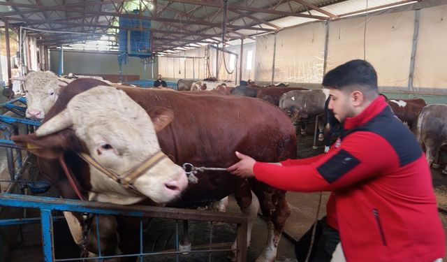 Hatay'da 1 tonluk kurbanlık boğa, 450 bin liraya satışa çıkarıldı
