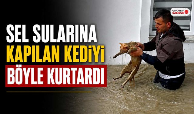Sel Sularına Kapılan Kediyi Böyle Kurtardı
