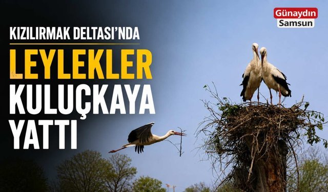Kızılırmak Deltası’nda Leylekler Kuluçkaya Yattı