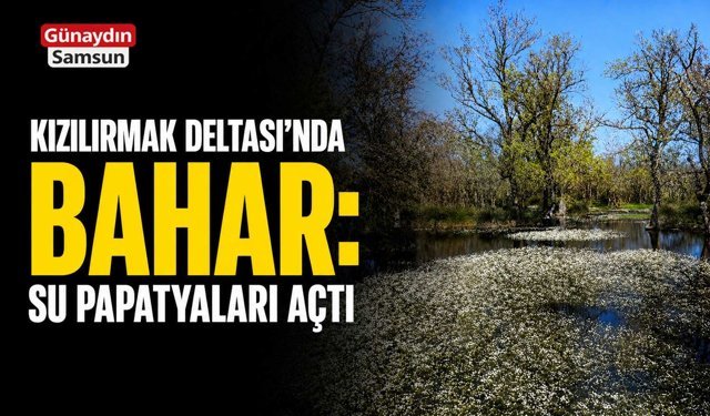 Kızılırmak Deltası’nda Bahar: Su Papatyaları Açtı