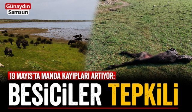 19 Mayıs’ta Manda Kayıpları Artıyor: Besiciler Tepkili