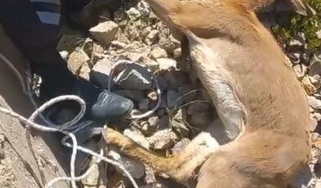 Barajın su tahliye savağına düşen 3 yaban keçisi kurtarıldı