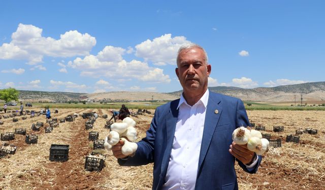 Coğrafi işaretli Araban sarımsağının hasadı başladı
