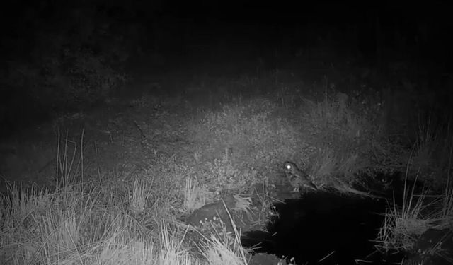 Küre Dağları Milli Parkı'ndaki yaban hayatı fotokapanla görüntülendi