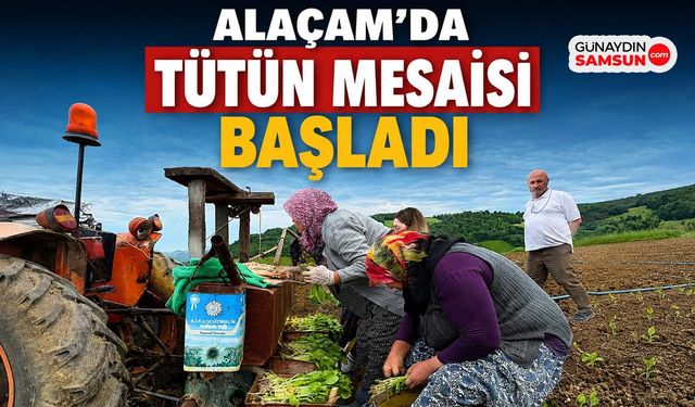 Alaçam’da Tütün Mesaisi Başladı