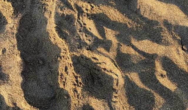 2026'nın ilk caretta yavruları denizle buluştu