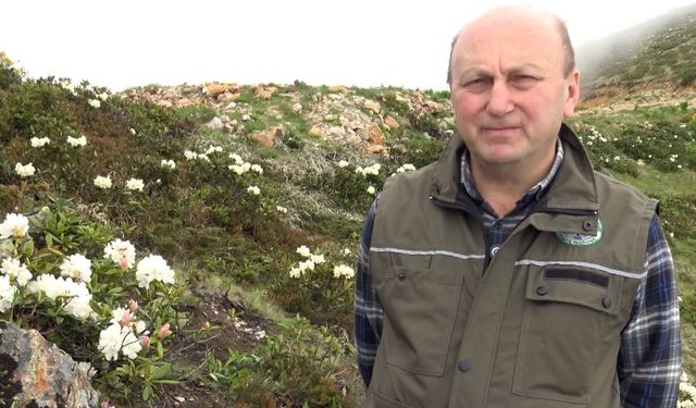 Artvin'in endemik güzelliği dağ gülü, Tiryal Dağı'nda çiçek açtı