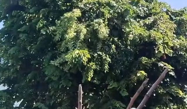 Budamaya çıktığı ağaçta akıma kapılıp öldü