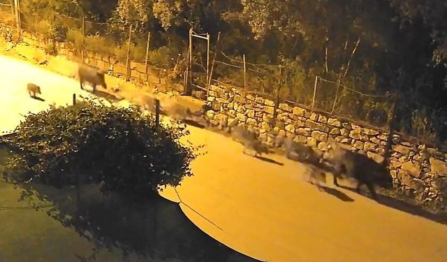 Bursa'da yaban domuzu sürücü şehir merkezine indi