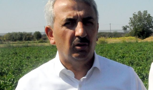 Edirne'nin meşhur Karaağaç acı biberinde, oyun havalarıyla hasat