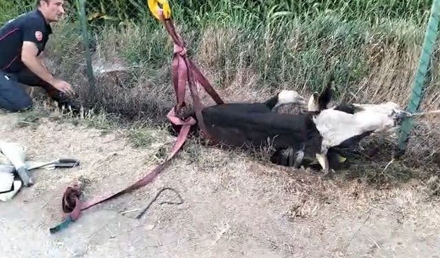 Kanala düşen ineği itfaiye ekibi kurtardı