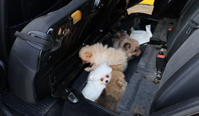 Kapıkule'de 'Pomeranian' cinsi 5 köpek yavrusu ele geçirildi