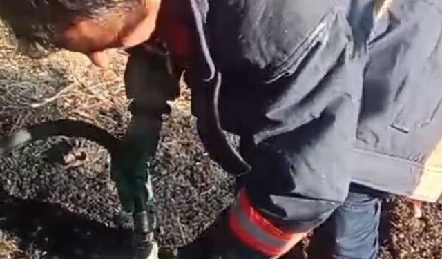 Malatya'da evde çıkan yangın ormana sıçradı; 2 ev zarar gördü