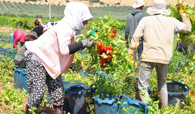 Manisa'da domates hasadı başladı