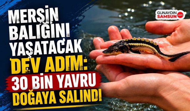 Yeşilırmak'a 30 Bin Mersin Balığı Yavrusu Bırakıldı