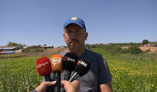 Deneme amaçlı ektikleri şeker fasulyesi üretimi 5 yılda bin dönüme ulaştı