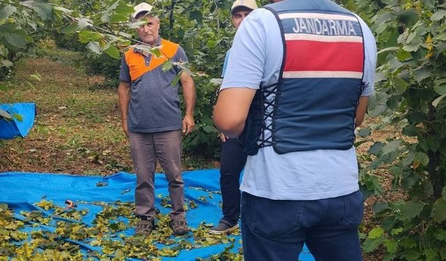 Fındık bahçelerinde havadan ve karadan hırsızlık denetimi