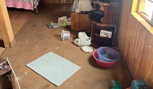 Karadeniz'de popülasyonu artan ayılar için uzmanından 'önlem alınmalı' uyarısı
